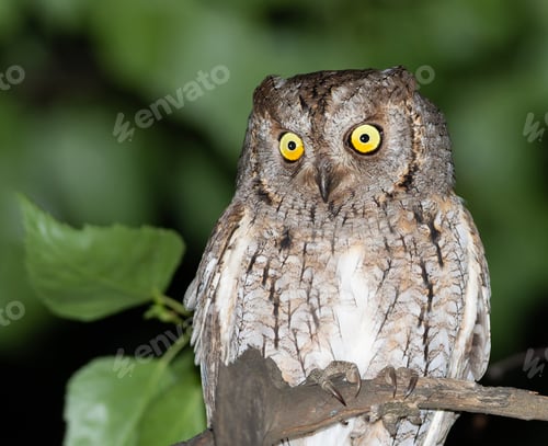 Preview: Eurasian scops owl, Otus scops. A bird sits on an old broken tree trunk, looking down