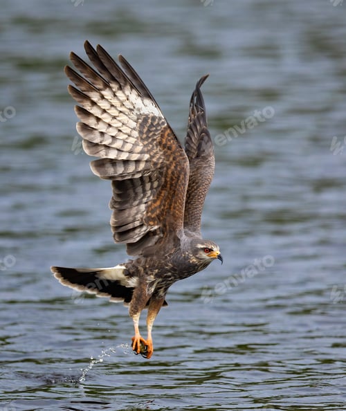 Preview: Snail Kite in South Florida