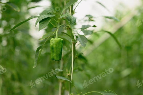 Preview: Close up of fresh green bell pepper growing on the vine in a greenhouse