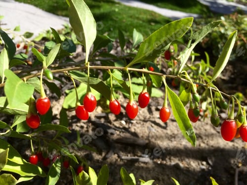 Preview: Plants with healing power - goji berry.