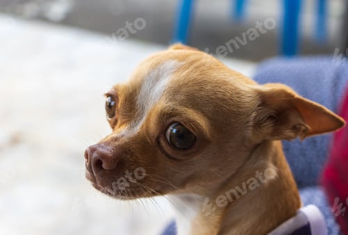 Preview: Adorable chihuahua looking aside while standing on the sidewalk