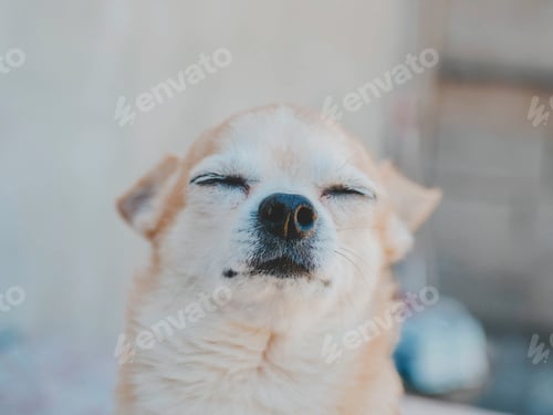Preview: Chihuahua dog thinking with closed eyes