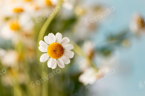 Preview: Close up photo of a white daisy