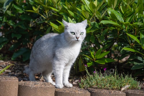 Preview: naughty light gray scottish kitten standing on flowerbed, looking sideways at owner with sly