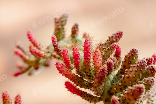Preview: Set of beautiful cacti, close-up view