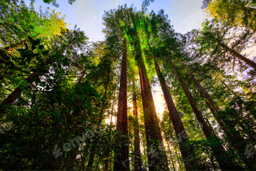 Preview: Rising To The Sky, Redwoods National & State Parks, California