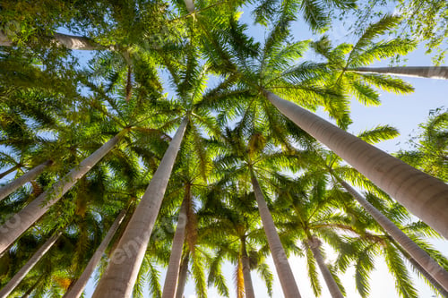 Preview: Palm plantation