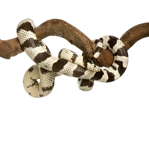 Preview: California Kingsnake - Lampropeltis getulus californiae