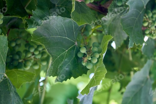Preview: Unripe early summer grapes branches hanging outdoors.