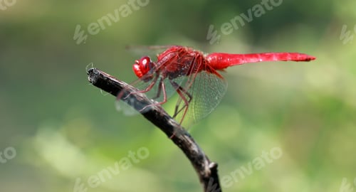 Preview: Dragonfly