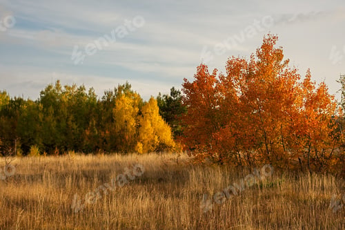 Preview: Autumn mixed bright forest.