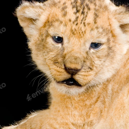 Preview: Lion Cub