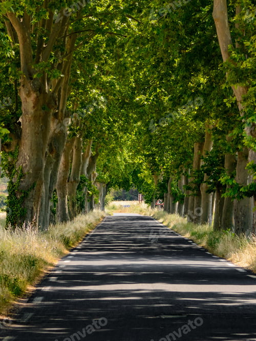 Preview: Road with big trees in France