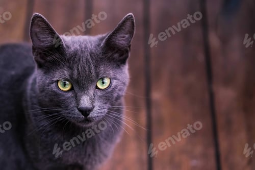Preview: Gray cat with yellow eyes