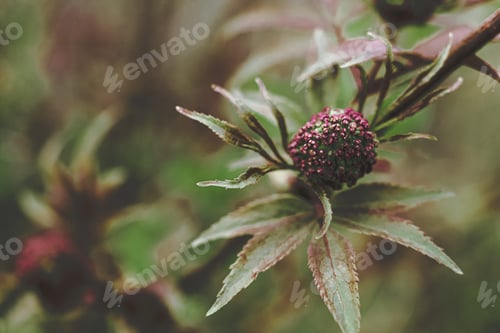 Preview: Black elderberry elder bush blooming. Floral spring summer natural background. Beautiful flower. N