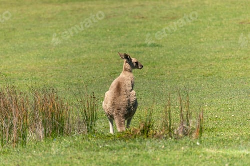 Preview: Rear View of Grey Kangaroo on Green Meadow in Australia. Nature Concept. Wildlife Concept