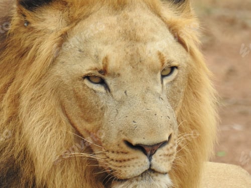 Preview: Closeup shot of a lion lying on the ground under the sunlight in the Kruger National Park