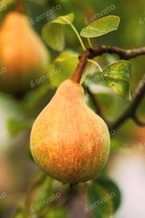 Preview: Green Ripe Pear Fruits Of Pyrus on Tree In Summer Vegetable Garden
