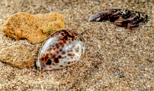 Preview: Tiger Cowrie Seashell on the sand