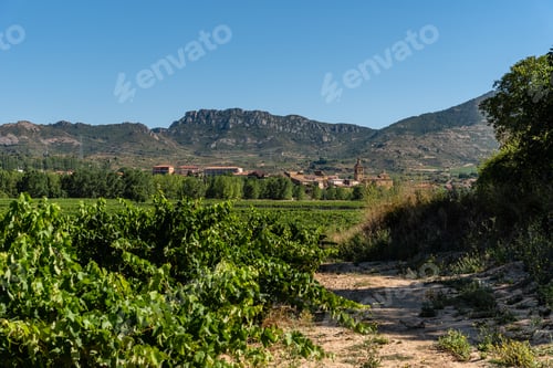 Preview: Vineyards in Rioja Region near Haro, Spain. Ebro river valley