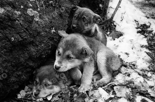 Preview: Three Homeless little frozen puppys with sad eyes, in snow in forest near old tree against backgroun