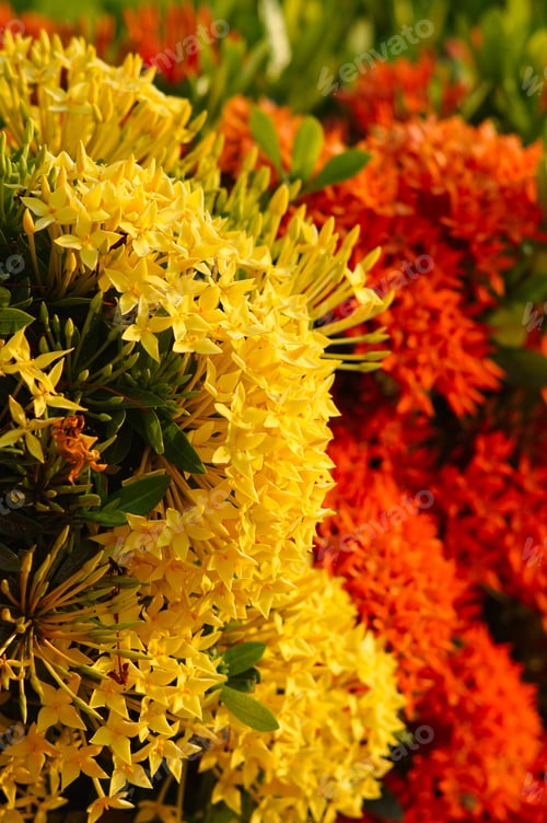 Preview: Closeup of a yellow and orange Milkweed