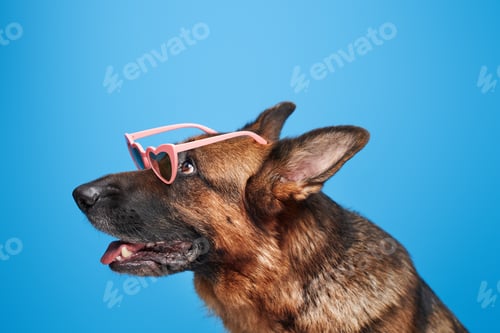 Preview: Portrait of fashion dog with sunglasses isolated on blue