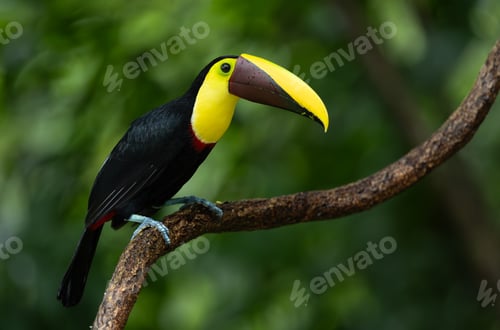 Preview: Toucan in Costa Rica Yellow Throat
