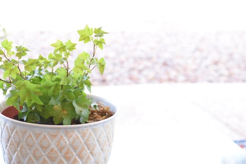 Preview: Plant