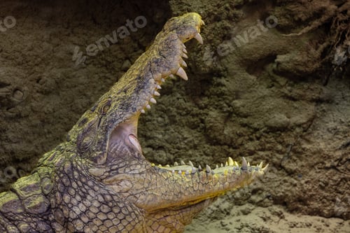 Preview: Nile crocodile in a zoo with its jaws wide open