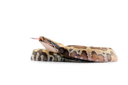 Preview: Sumatran Short Tail Python isolated on white background