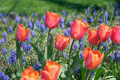 Preview: Colorful springtime flowers.