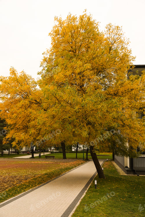 Preview: Beautiful tree with yellow leaves in autumn park
