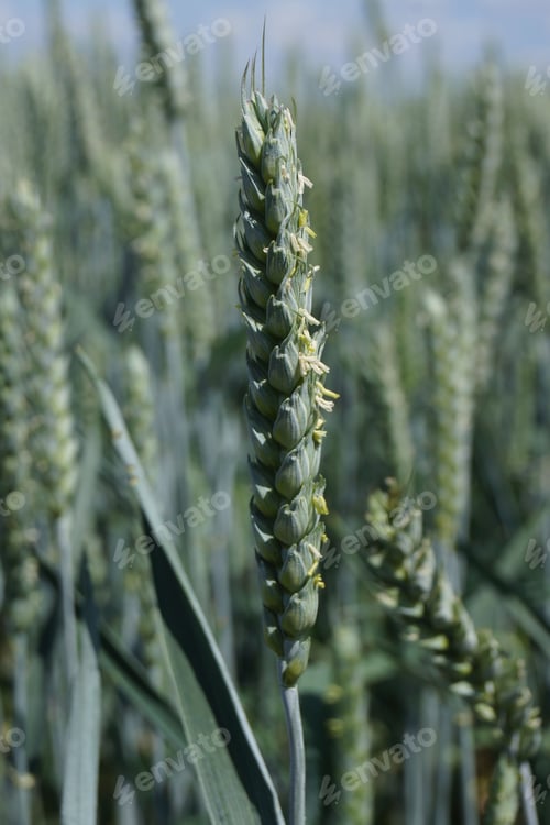 Preview: Flowering wheat ear in a field