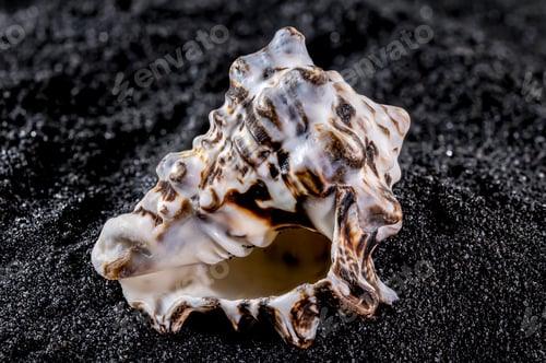 Preview: Vasum turbinellus Seashell on a black sand background
