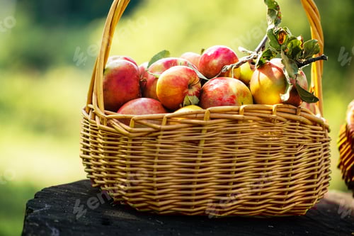 Visualização: Maçãs recém-colhidas na cesta