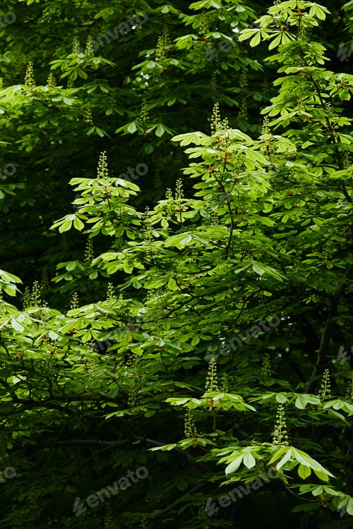 Preview: beautiful blossoming green chestnut tree