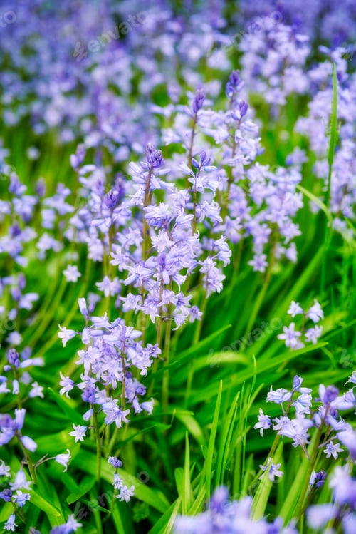 Preview: Bluebells in my garden