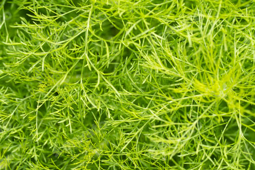 Vista previa: Green leaves of ornamental plant in the garden. Full frame small green leaf texture background.