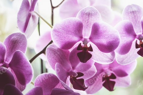 Preview: background of orchid flowers