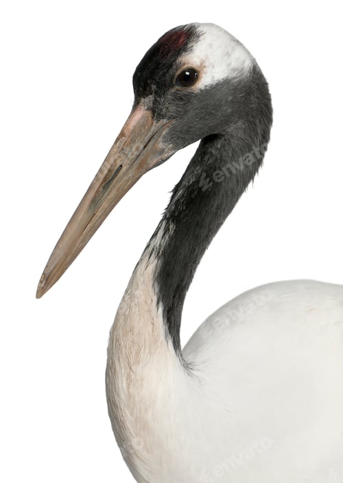 Preview: Young Red-crowned Crane, Grus japonensis, also called the Japanese Crane or Manchurian Crane