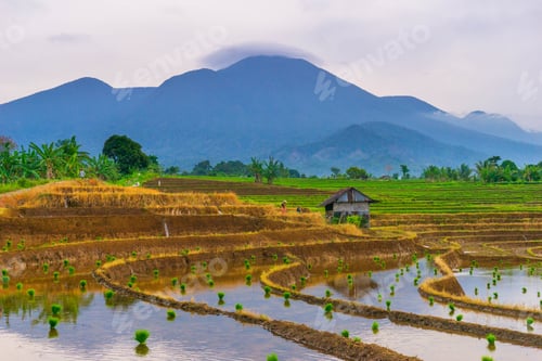 Preview: indonesia beauty landscape paddy fields in north bengkulu natural beautiful morning view from asia