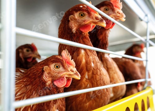 Preview: High quality closeup photo of Iso brown hens in poultry farm. Egg production farm. Laying hens.