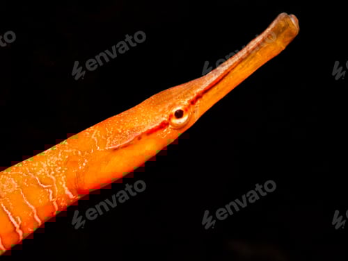 Preview: Snake pipefish