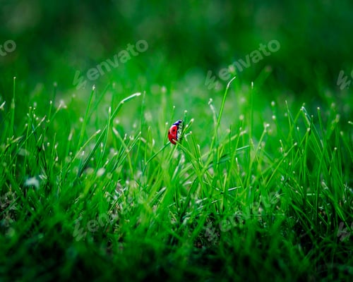 Preview: Macro of a ladybug perched on green grass