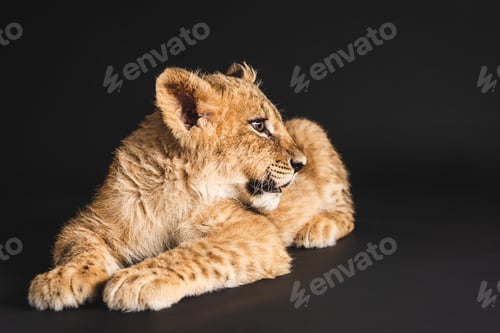 Preview: adorable lion cub lying isolated on black