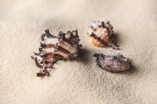 Preview: Beautiful seashells on sandy beach for travel template
