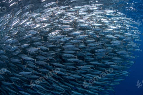 Preview: Mackerel baitballs underwater, Punta Baja, Baja California, Mexico