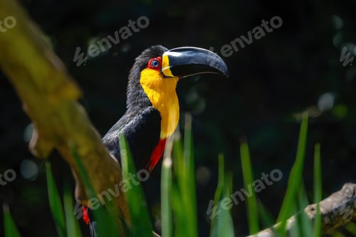 Preview: Channel-billed Toucan (Ramphastos vitellinus ariel) - Ariel Toucan