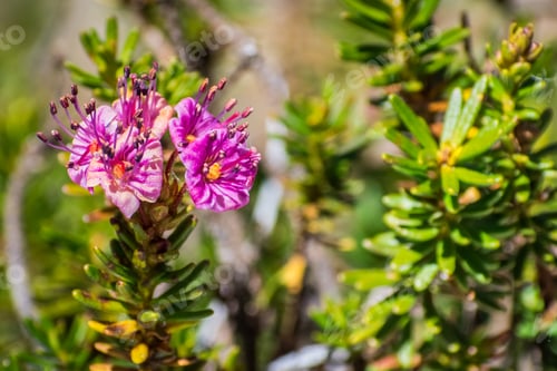 Preview: Purple mountain heath wildflowers